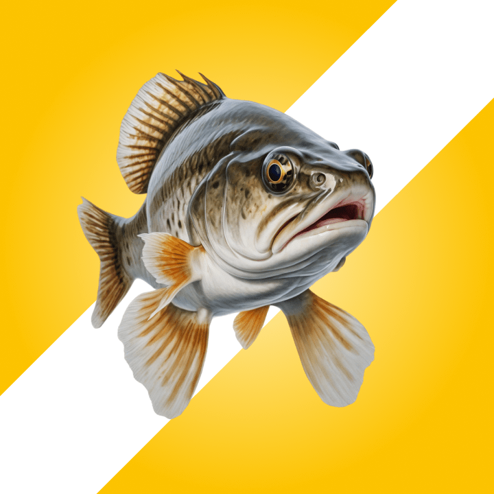 Live Freshwater Fish