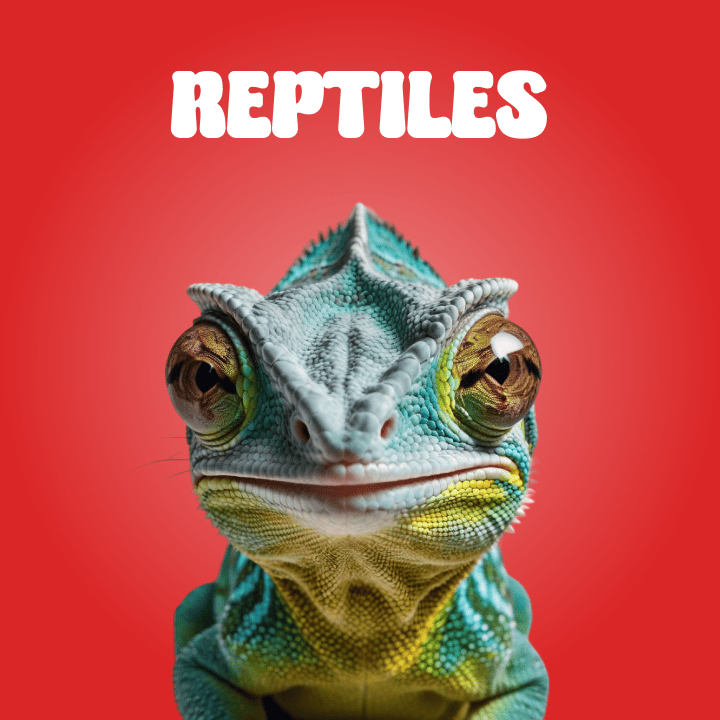 Reptiles Products