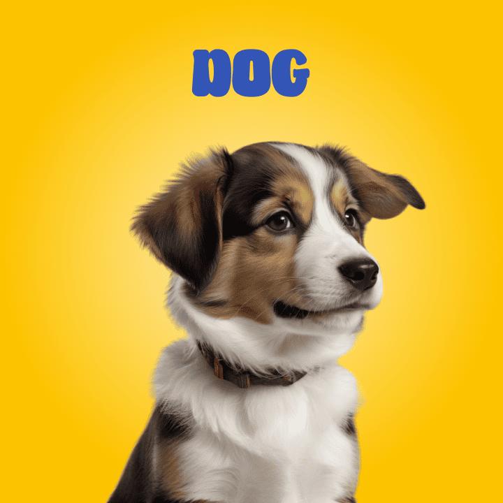 Dog - PetMart