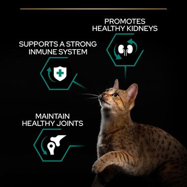 Pro Plan Adult Renal Plus Everyday Dry Cat Food with Chicken, 1.5 kg