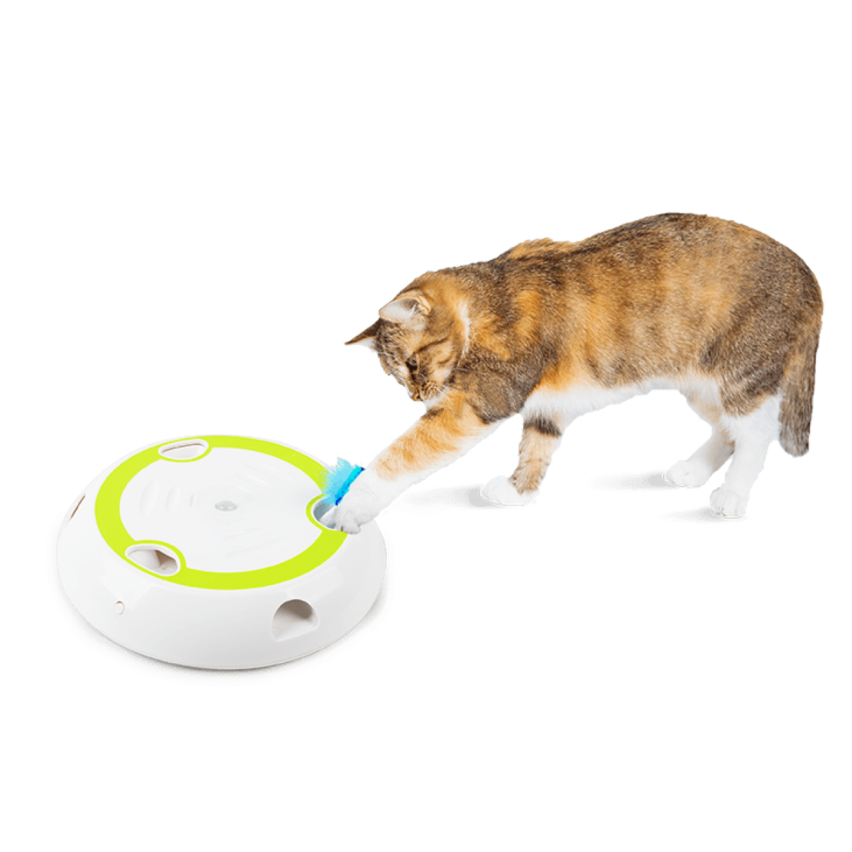 Interactive Cat Wack A Feather