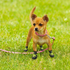 Outdoor Dog Shoes Green Medium, 5.7 cm