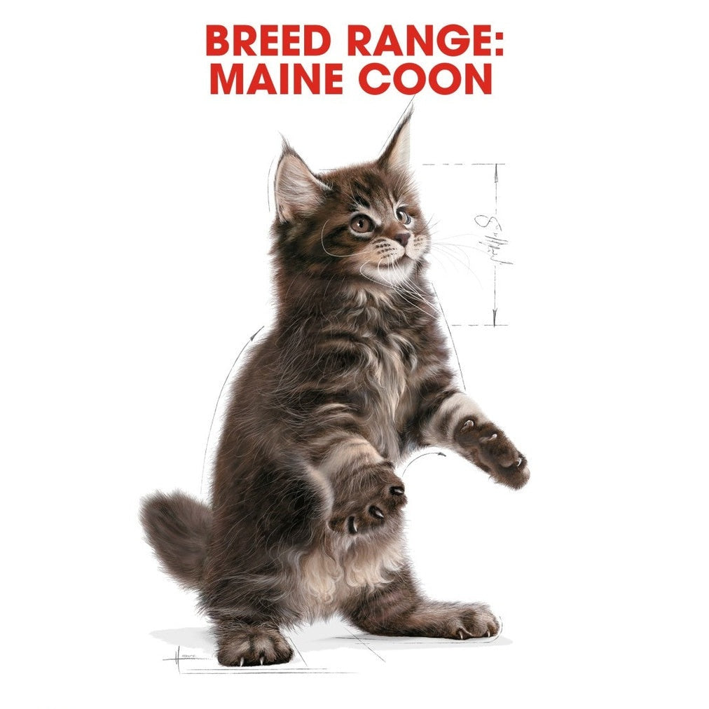 Feline Breed Nutrition Maine Coon Kitten 2 Kg