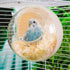 Hanging Bird Nest