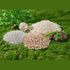 Cature Natural Tofu Mix Clumping Cat Litter - Tofu + Bentonite + Wood 14L