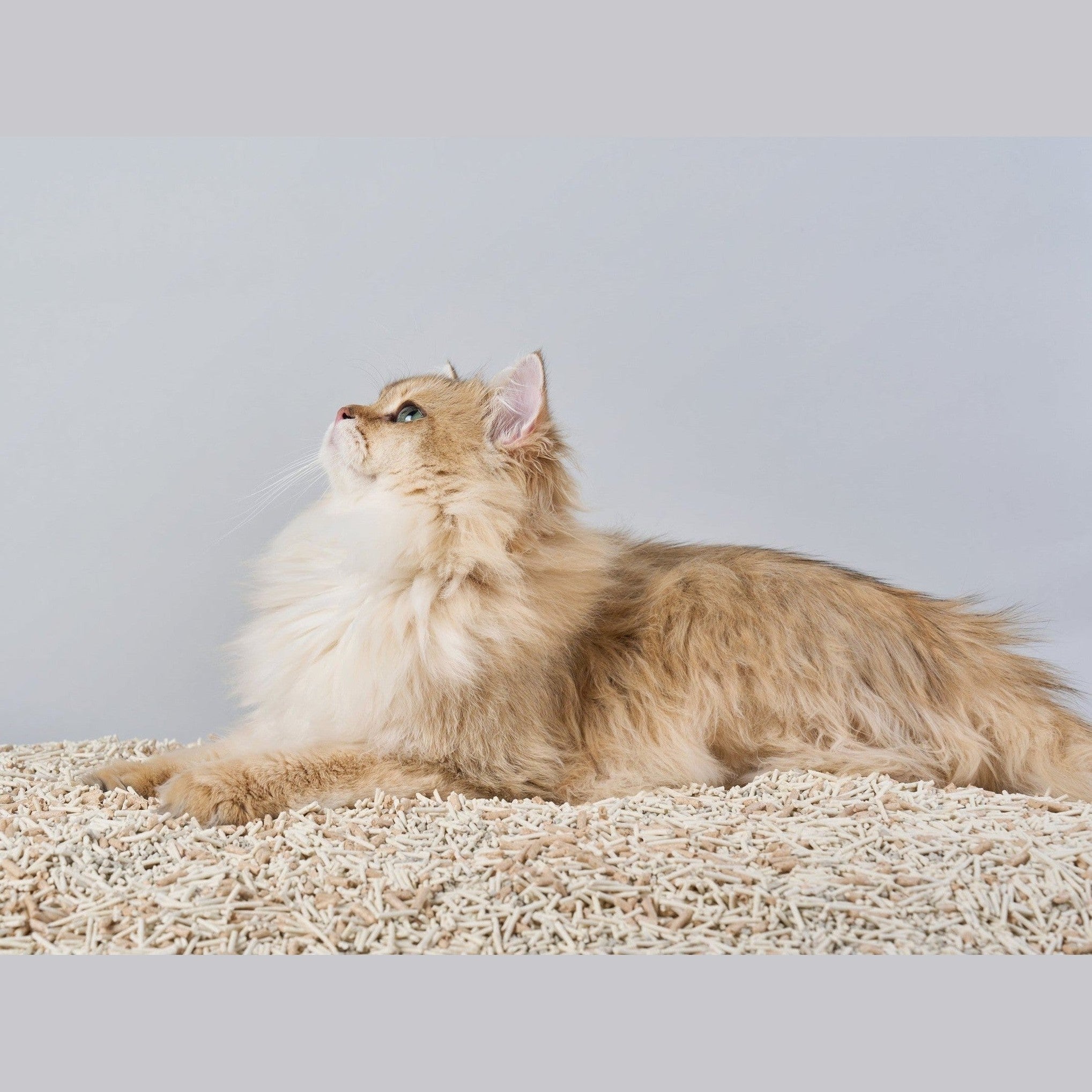 Cature Natural Tofu Mix Clumping Cat Litter - Tofu + Bentonite + Wood 14L