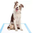 Dono Pet Pads Xs 33x45cm 20Pcs