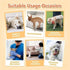 Pet Soft Female Pet Diaper   S 12Pcs