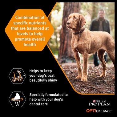 Pro Plan Everyday Nutrition Small and Mini Adult, Dry Dog food with Chicken, 3 kg