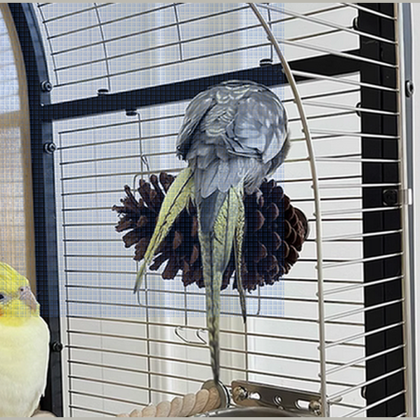 Time Capsule-Bird Villa