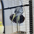 Time Capsule-Bird Villa