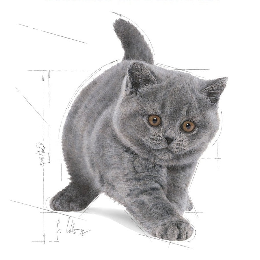 Feline Breed Nutrition British Shorthair Kitten 2 Kg