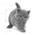 Feline Breed Nutrition British Shorthair Kitten 2 Kg
