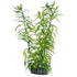 Artificial Plant - Heteranthera Small