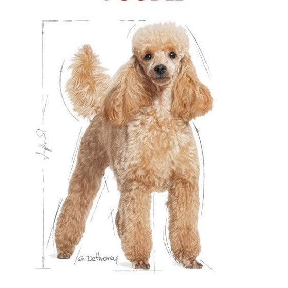 Breed Health Nutrition Poodle Adult 1.5 Kg