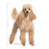 Breed Health Nutrition Poodle Adult 1.5 Kg