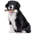 Natural Deer Antler For Puppy