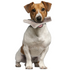 Natural Deer Antler Easy For Dogs Under 10Kg