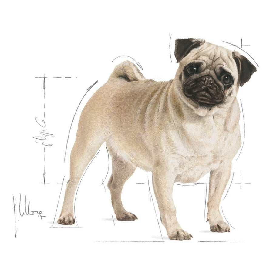 Breed Health Nutrition Pug Adult 1.5 Kg