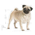 Breed Health Nutrition Pug Adult 1.5 Kg