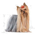Breed Health Nutrition Yorkshire Adult 1.5 Kg