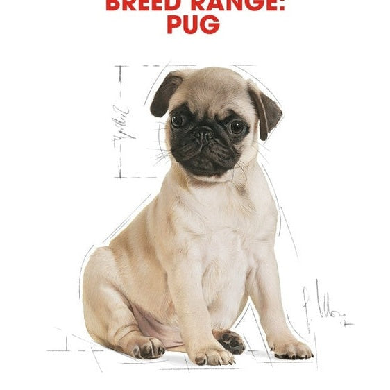 Breed Health Nutrition Pug Puppy 1.5 Kg