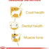 Breed Health Nutrition Poodle Adult 1.5 Kg